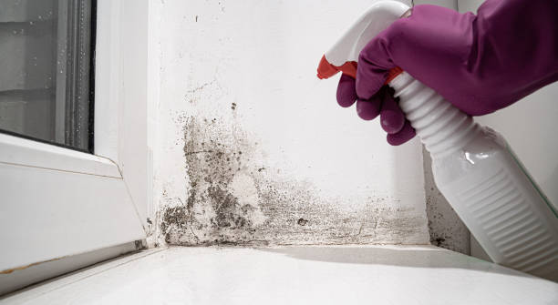 Best Mold removal after water damage  in Kersey, CO